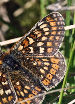 Hedepletvinge  Euphydryas aurinia han dvrgform. Rbjerg mose, Nordjylland. d. 9 Juni 2006. Fotograf: Lars Andersen