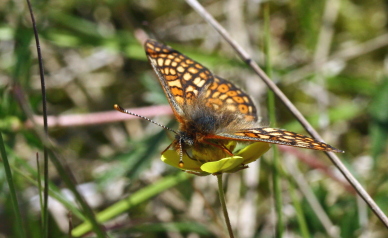 Hedepletvinge  Euphydryas aurinia. Rbjerg mose, Nordjylland. d. 9 Juni 2006. Fotograf: Lars Andersen