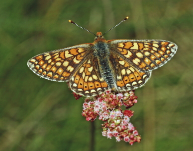 Hedepletvinge  Euphydryas aurinia. Rbjerg mose, Nordjylland. d. 9 Juni 2006. Fotograf: Lars Andersen