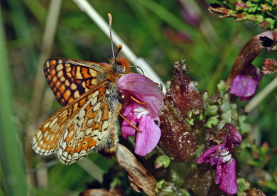 Hedepletvinge  Euphydryas aurinia p mosetroldurt. Rbjerg mose, Nordjylland. d. 9 Juni 2006. Fotograf: Lars Andersen