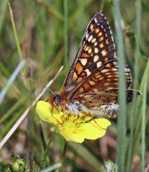 Hedepletvinge  Euphydryas aurinia. Rbjerg mose, Nordjylland. d. 9 Juni 2006. Fotograf: Lars Andersen