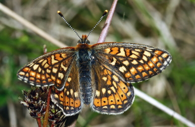 Hedepletvinge  Euphydryas aurinia. Rbjerg mose, Nordjylland. d. 9 Juni 2006. Fotograf: Lars Andersen