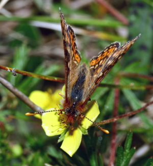 Hedepletvinge  Euphydryas aurinia. Rbjerg mose, Nordjylland. d. 9 Juni 2006. Fotograf: Lars Andersen