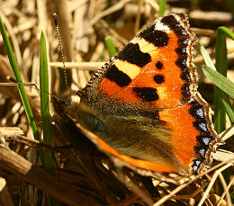 Nldens takvinge, Aglais urticae. H/F Vennelyst, Amager, d. 22 april 2006. Fotograf: Lars Andersen