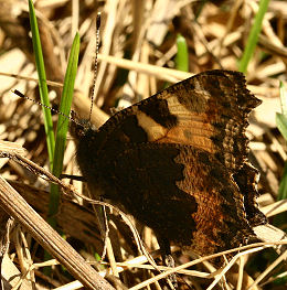 Nldens takvinge, Aglais urticae. H/F Vennelyst, Amager, d. 22 april 2006. Fotograf: Lars Andersen