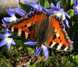 Nldens takvinge, Aglais urticae. Lille Salby vest for Kge, d. 15 april 2006. Fotograf: Peter Mllmann