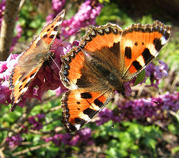 Nldens takvinge, Aglais urticae, hannen kurtisser hunnen p Peberblomst. Lille Salby vest for Kge, d. 19 april 2006. Fotograf: Peter Mllmann