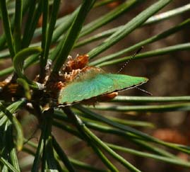Grøn Busksommerfugl, Callophrys rubi, Melby overdrev d. 3 maj 2006. Fotograf: Lars Andersen