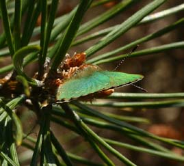 Grn Busksommerfugl, Callophrys rubi, Melby overdrev d. 3 maj 2006. Fotograf: Lars Andersen