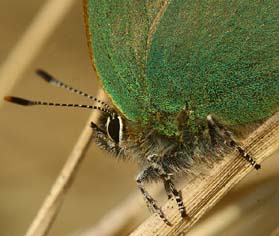 Grn Busksommerfugl, Callophrys rubi, Melby overdrev d. 7 maj 2006. Fotograf: Lars Andersen