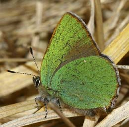 Grn Busksommerfugl, Callophrys rubi, Melby overdrev d. 7 maj 2006. Fotograf: Lars Andersen