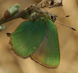 Grn Busksommerfugl, Callophrys rubi, Melby overdrev d. 7 maj 2006. Fotograf: Lars Andersen