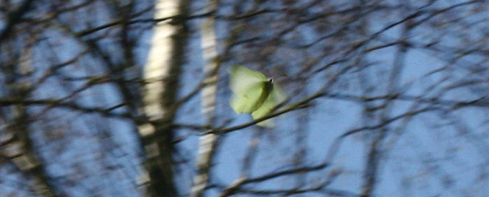 Citronsommerfugl, Gonepteryx rhamni. Asserbo plantage d. 3 maj 2006. Fotograf: Lars Andersen