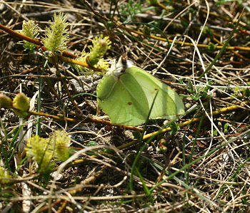 Citronsommerfugl p Dvrgpilens rakler, Melby Overdrev d. 3 maj 2006. Fotograf: Lars Andersen