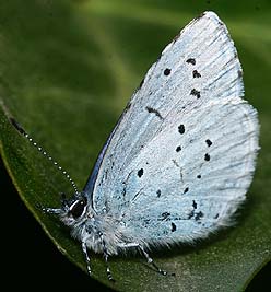 Skovblfugl, Celastrina argiolus. H/F Vennelyst d. 10 maj 2006. Fotograf: Lars Andersen