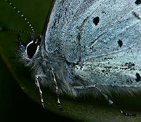 Skovblfugl, Celastrina argiolus. H/F Vennelyst d. 10 maj 2006. Fotograf: Lars Andersen