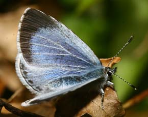 Skovblfugl, Celastrina argiolus hun. H/F Vennelyst d. 24 maj 2006. Fotograf: Lars Andersen