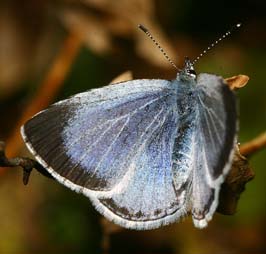 Skovblfugl, Celastrina argiolus hun. H/F Vennelyst d. 24 maj 2006. Fotograf: Lars Andersen