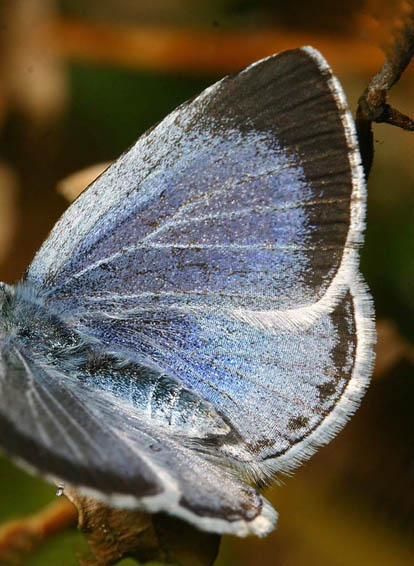 Skovblfugl, Celastrina argiolus hun. H/F Vennelyst d. 24 maj 2006. Fotograf: Lars Andersen