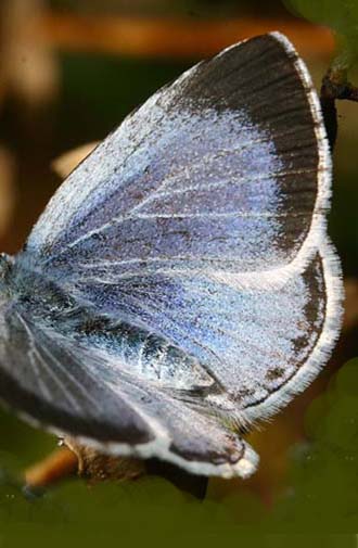 Skovblfugl, Celastrina argiolus hun. H/F Vennelyst d. 24 maj 2006. Fotograf: Lars Andersen