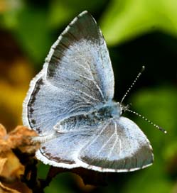 Skovblfugl, Celastrina argiolus hun. H/F Vennelyst d. 24 maj 2006. Fotograf: Lars Andersen