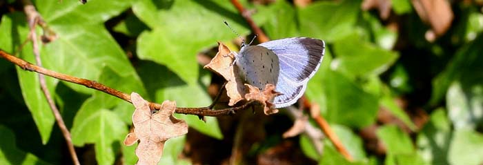 Skovblfugl, Celastrina argiolus hun. H/F Vennelyst d. 24 maj 2006. Fotograf: Lars Andersen