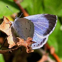 Skovblfugl, Celastrina argiolus hun. H/F Vennelyst d. 24 maj 2006. Fotograf: Lars Andersen