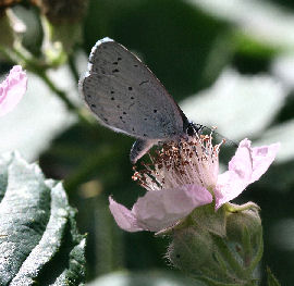 Skovblfugl, Celastrina argiolus. Amager flled d. 14 juli 2006. Fotograf: Lars Andersen