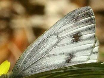 Grnret Klsommerfugl, Pieris napi. Stenholts indelukket d. 15 maj 2006. Fotograf: Lars Andersen