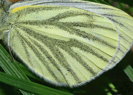 Grønåret Kålsommerfugl, Pieris napi. Stenholts indelukket d. 15 maj 2006. Fotograf: Lars Andersen