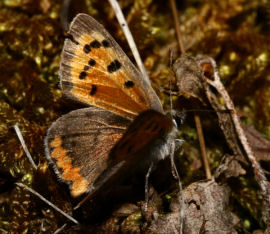 Lille Ildfugl, Lycaena phlaeas, d. 27 maj 2006. Melby Overdrev. Fotograf: Lars Andersen