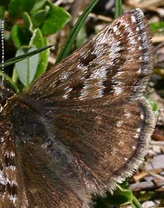 Grbndet bredpande, Erynnis tages. Melby overdrev, d. 31 maj 2006. Fotograf: Lars Andersen