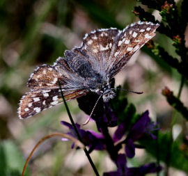 Spttet bredpande, Pyrgus malvae. Melby Overdrev d. 31 maj 2006. Fotograf: Lars Andersen