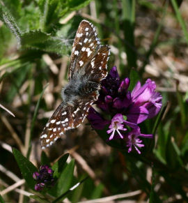 Spttet bredpande, Pyrgus malvae p  Almindelig mlkeurt. Melby Overdrev d. 31 maj 2006. Fotograf: Lars Andersen