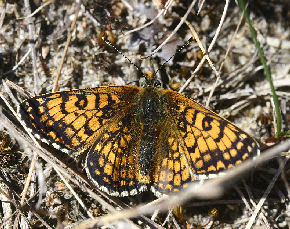 Okkergul Pletvinge, Melitaea cinxia, Melby Overdrev maj 2007. Fotograf: Lars Andersen