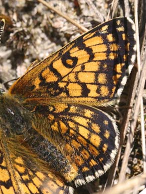 Okkergul Pletvinge, Melitaea cinxia, Melby Overdrev maj 2007. Fotograf: Lars Andersen