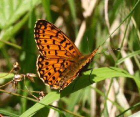 Brunlig Perlemorsommerfugl, Clossiana selene. Sholt Skov, Lolland. 4 juni 2006. Fotograf: Lars Andersen