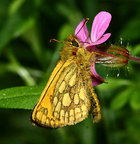 Sortplettet Bredpande, Carterocephalus silvicolus han. Sholt Skov, Lolland. 4 juni 2006. Fotograf: Lars Andersen 