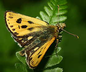 Sortplettet bredpande, Carterocephalus silvicolus han med en lille flue, Chloropodidae p venstre forvinge. Sholt Skov, Lolland. 4 juni 2006. Fotograf: Lars Andersen 