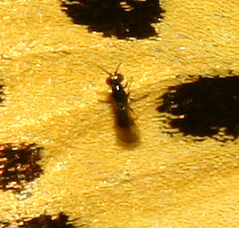 Snyltehveps, Chalcidoidea slægten som er ægparasiter på sommerfugleæg. Søholt Skov, Lolland. 4 juni 2006. Fotograf: Lars Andersen