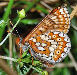 Hedepletvinge  Euphydryas aurinia. Rbjerg mose, Nordjylland. d. 8 Juni 2006. Fotograf: Lars Andersen