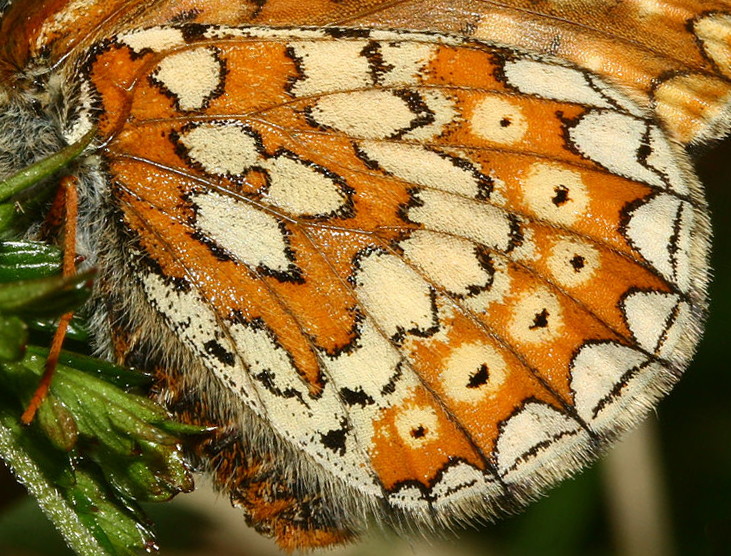 Hedepletvinge  Euphydryas aurinia. Rbjerg mose, Nordjylland. d. 8 Juni 2006. Fotograf: Lars Andersen