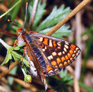 Hedepletvinge  Euphydryas aurinia. Rbjerg mose, Nordjylland. d. 8 Juni 2006. Fotograf: Lars Andersen