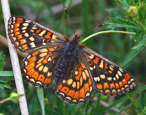 Hedepletvinge  Euphydryas aurinia. Rbjerg mose, Nordjylland. d. 8 Juni 2006. Fotograf: Lars Andersen