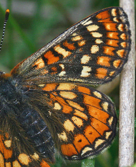 Hedepletvinge  Euphydryas aurinia. Rbjerg mose, Nordjylland. d. 8 Juni 2006. Fotograf: Lars Andersen