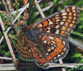 Hedepletvinge  Euphydryas aurinia. Rbjerg mose, Nordjylland. d. 8 Juni 2006. Fotograf: Lars Andersen