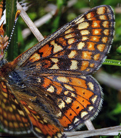 Hedepletvinge  Euphydryas aurinia han. Rbjerg mose, Nordjylland. d. 8 Juni 2006. Fotograf: Lars Andersen