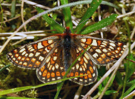 Hedepletvinge  Euphydryas aurinia. Rbjerg mose, Nordjylland. d. 8 Juni 2006. Fotograf: Lars Andersen