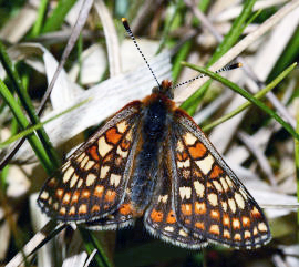 Hedepletvinge  Euphydryas aurinia. Rbjerg mose, Nordjylland. d. 8 Juni 2006. Fotograf: Lars Andersen