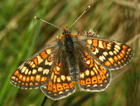 Hedepletvinge  Euphydryas aurinia. Rbjerg mose, Nordjylland. d. 8 Juni 2006. Fotograf: Lars Andersen